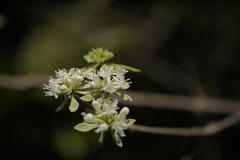 Symphorema involucratum